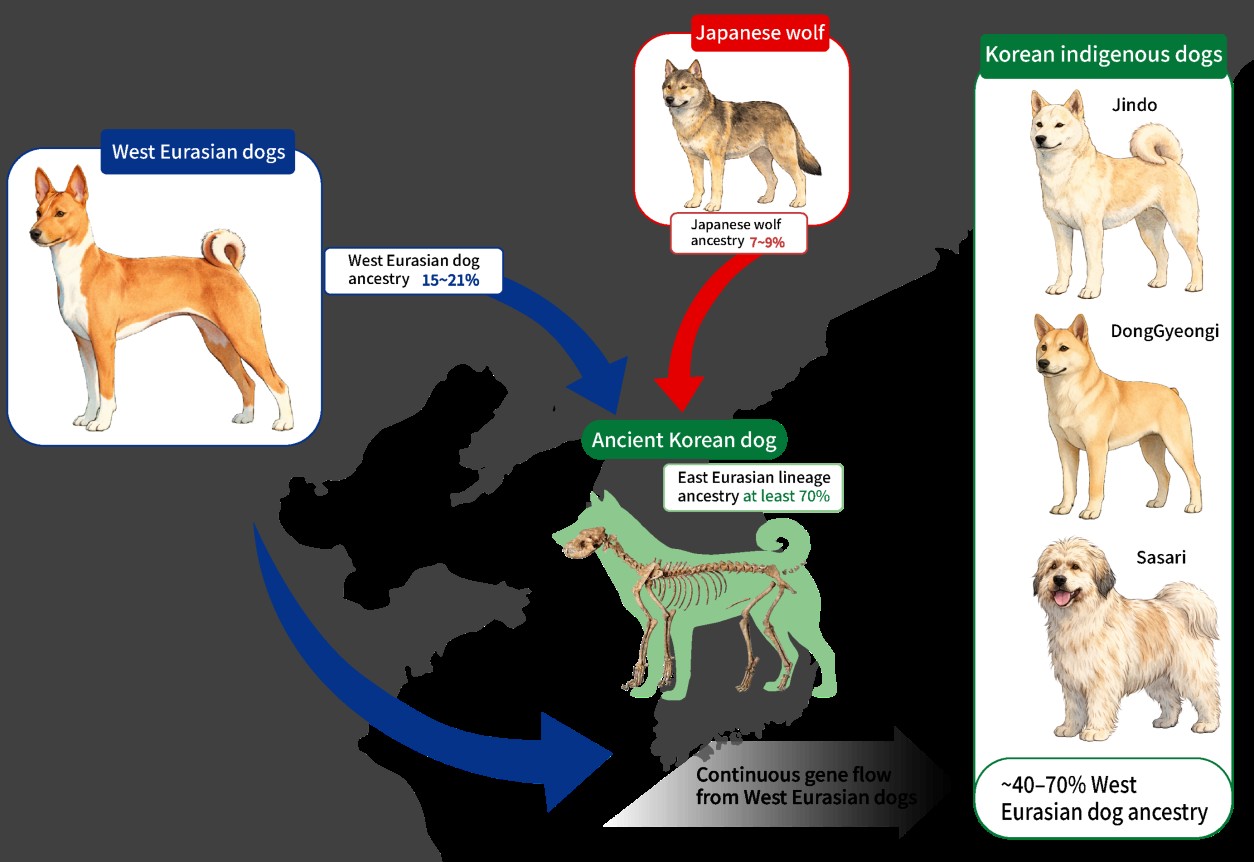 Ancient Dog DNA Decoded  for the First Time in Korea