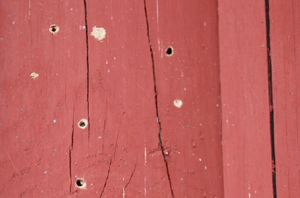 목조문화유산 생물피해 사례(벌)